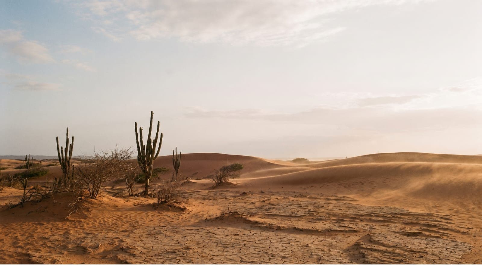 Die trockene Wüstenlandschaft von La Guajira mit Kakteen im goldenen Abendlicht